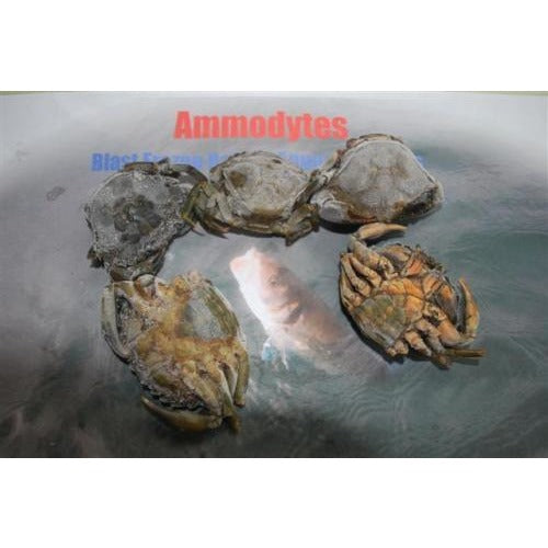 Peeler Crab - 3 per pack