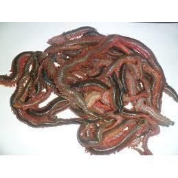 Local Dug Ragworm - Available in store only