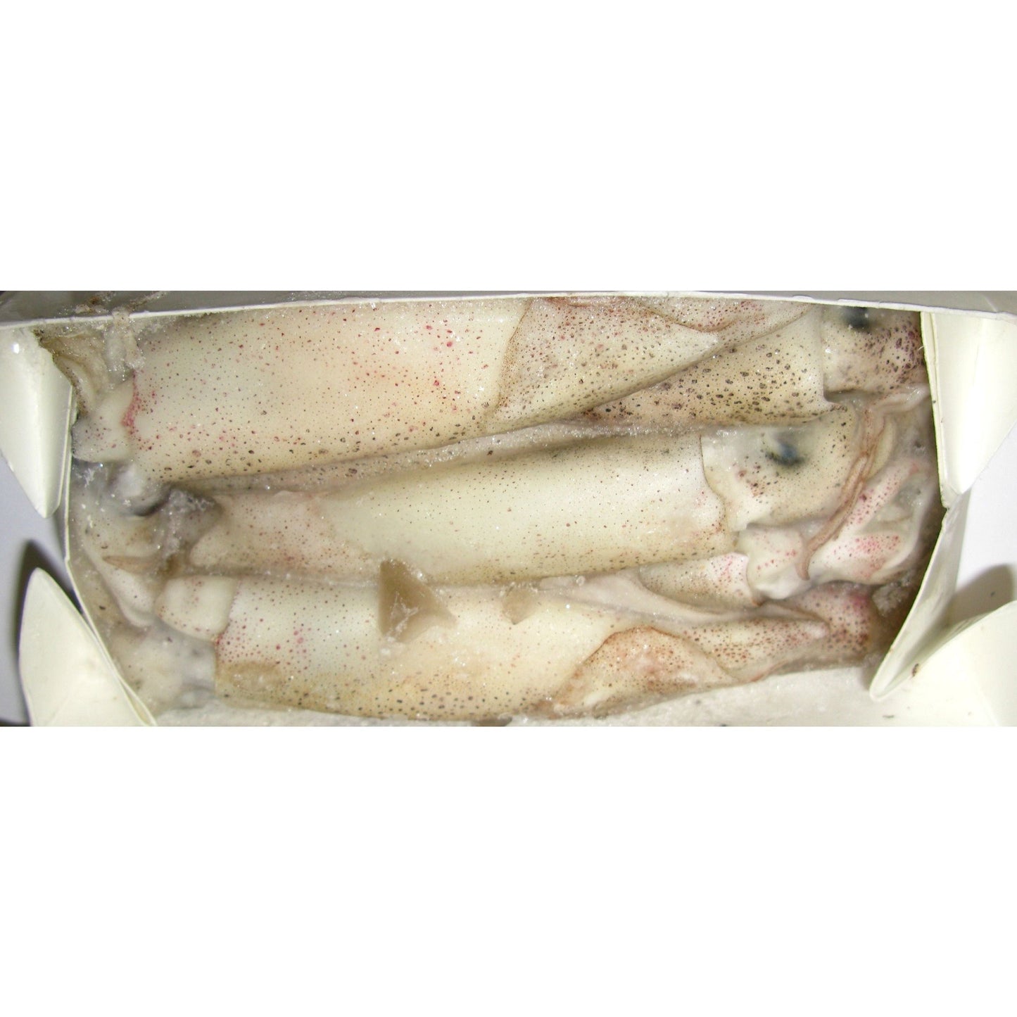 Squid - 1lb box