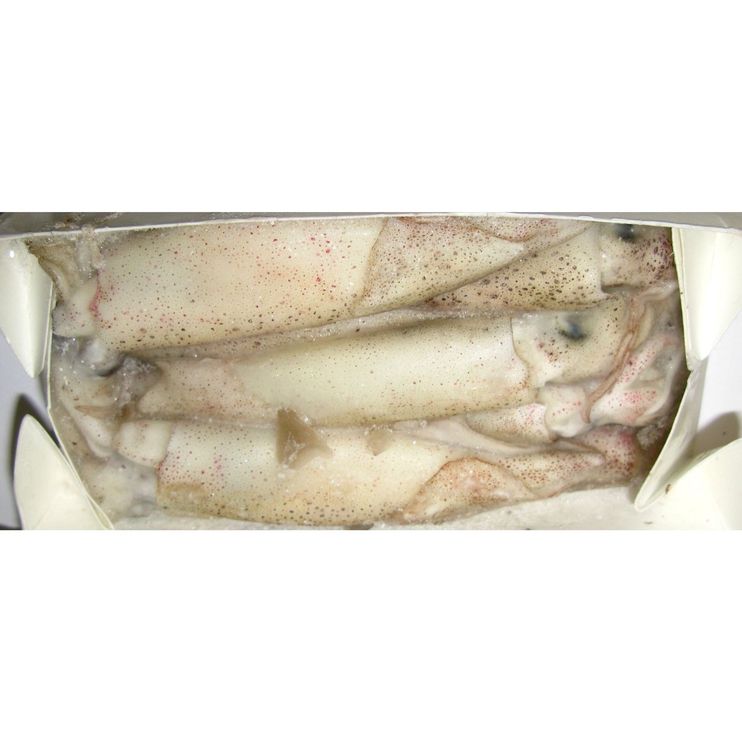 Squid  - 1lb box