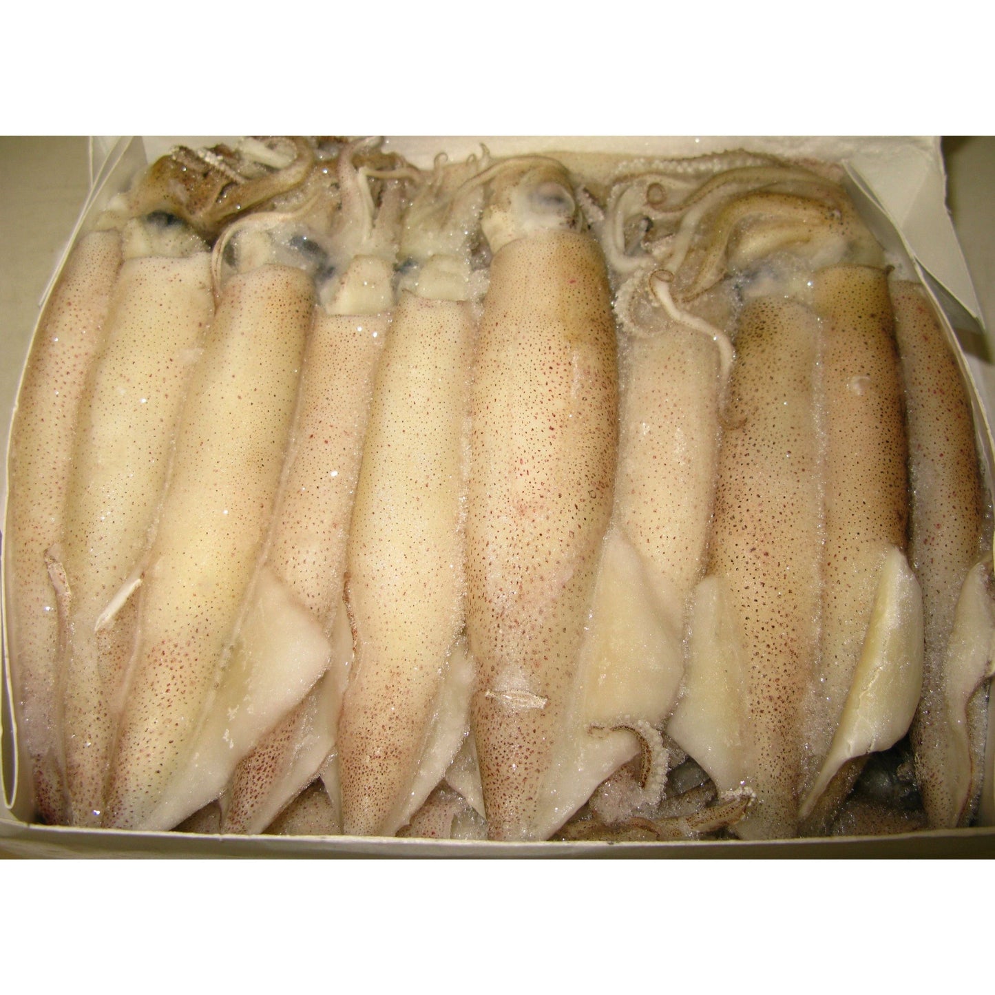 Ammo Squid - 5lb box - Available in store only